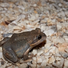 Limnodynastes dumerilii (Eastern Banjo Frog) at Bundanoon, NSW - 19 Mar 2020 by Boobook38