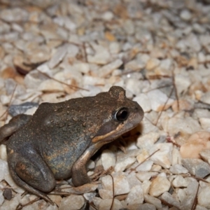 Limnodynastes dumerilii at Bundanoon - 19 Mar 2020