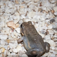 Limnodynastes dumerilii at Bundanoon - 19 Mar 2020