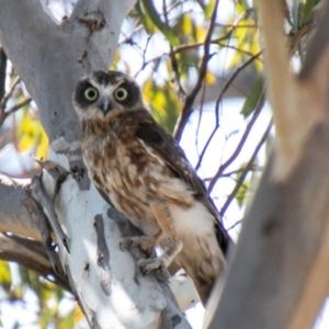 Ninox boobook at Molonglo River Reserve - 20 Mar 2020