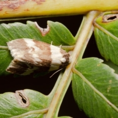 Halone sejuncta (Variable Halone) at Acton, ACT - 20 Mar 2020 by Roger