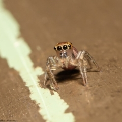 Prostheclina sp (genus) (A jumping spider) at ANBG - 20 Mar 2020 by Roger
