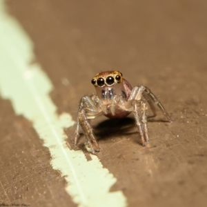 Prostheclina sp (genus) at Acton, ACT - 20 Mar 2020