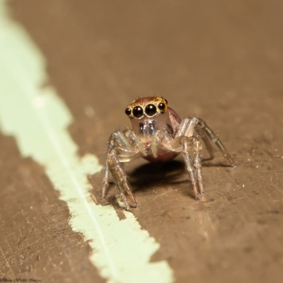 Prostheclina sp (genus) (A jumping spider) at Acton, ACT - 20 Mar 2020 by Roger