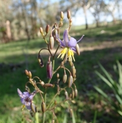 Dianella sp. aff. longifolia (Benambra) (Pale Flax Lily, Blue Flax Lily) at Mount Painter - 16 Mar 2020 by CathB