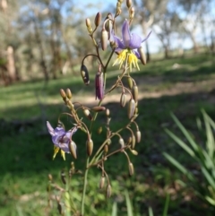 Dianella sp. aff. longifolia (Benambra) at Cook, ACT - 16 Mar 2020 05:08 PM