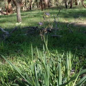 Dianella sp. aff. longifolia (Benambra) at Cook, ACT - 16 Mar 2020 05:08 PM