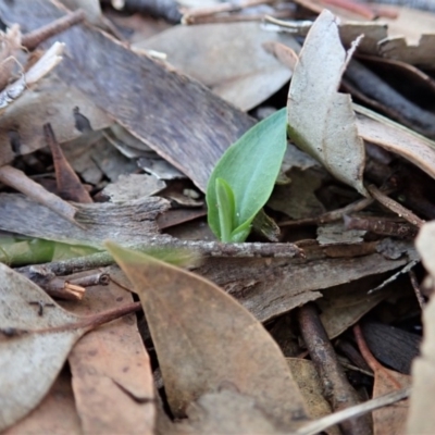 Pterostylis pedunculata (Maroonhood) at Cook, ACT - 17 Mar 2020 by CathB
