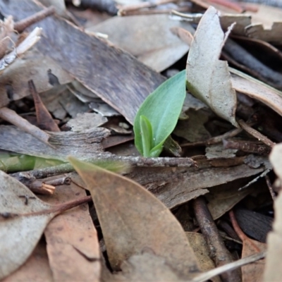 Pterostylis pedunculata (Maroonhood) at Mount Painter - 17 Mar 2020 by CathB