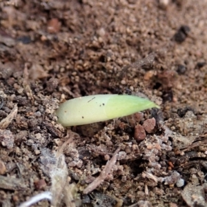 Glossodia major at Cook, ACT - suppressed