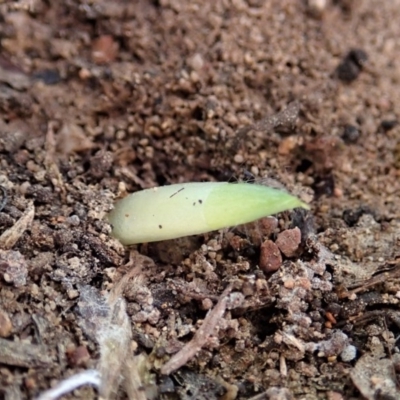 Glossodia major (Wax Lip Orchid) at Cook, ACT - 20 Mar 2020 by CathB