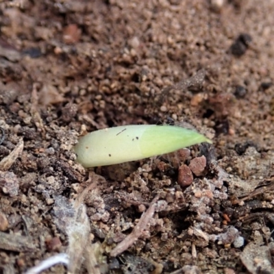 Glossodia major (Wax Lip Orchid) at Mount Painter - 19 Mar 2020 by CathB