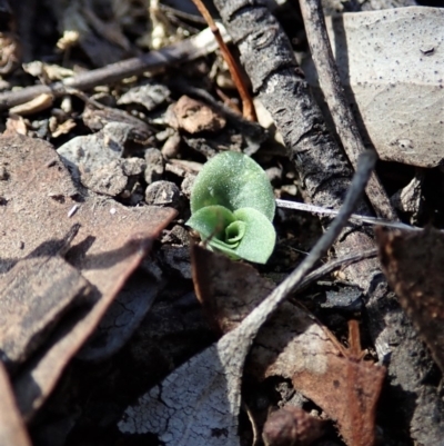 Diplodium truncatum (Little Dumpies, Brittle Greenhood) at Mount Painter - 19 Mar 2020 by CathB