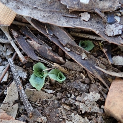 Diplodium ampliatum (Large Autumn Greenhood) at Mount Painter - 19 Mar 2020 by CathB