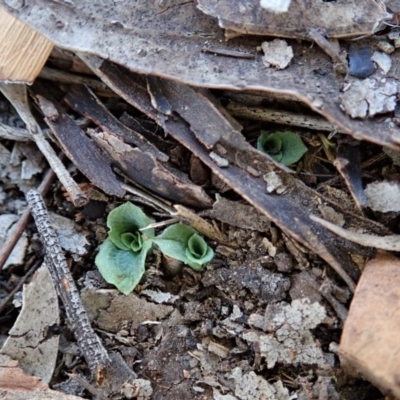 Diplodium ampliatum (Large Autumn Greenhood) at Cook, ACT - 20 Mar 2020 by CathB
