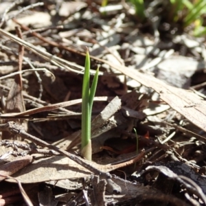 Diuris nigromontana at Cook, ACT - 20 Mar 2020