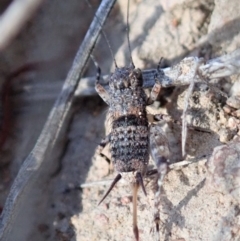 Calperum ottei (A recently described pygmy cricket) at Cook, ACT - 20 Mar 2020 by CathB