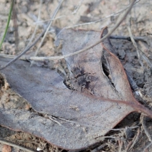 Calperum ottei at Cook, ACT - 20 Mar 2020 10:21 AM