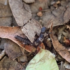 Embioptera sp. (order) (Unidentified webspinner) at Cook, ACT - 10 Mar 2020 by CathB