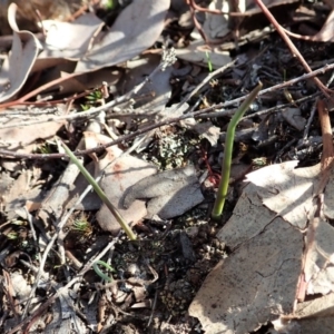 Thelymitra pauciflora at Cook, ACT - suppressed