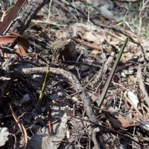 Calochilus platychilus at Cook, ACT - 20 Mar 2020