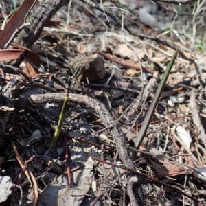 Calochilus platychilus at Cook, ACT - suppressed