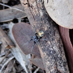 Unidentified Other hunting spider at Cook, ACT - 19 Mar 2020 by CathB