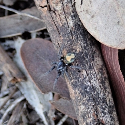 Eilica sp. (genus) (An Ant spider or Spotted ground spider) at Cook, ACT - 20 Mar 2020 by CathB