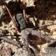 Miturgidae (family) (False wolf spider) at Aranda Bushland - 18 Mar 2020 by CathB