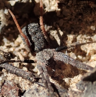 Miturgidae (family) (False wolf spider) at Aranda Bushland - 18 Mar 2020 by CathB