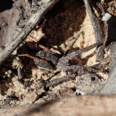 Miturgidae (family) at Aranda, ACT - 18 Mar 2020