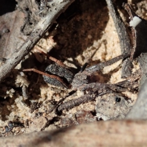 Miturgidae (family) at Aranda, ACT - 18 Mar 2020 11:56 AM