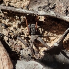 Miturgidae (family) at Aranda, ACT - 18 Mar 2020