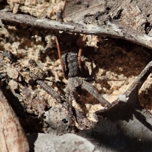 Miturgidae (family) at Aranda, ACT - 18 Mar 2020