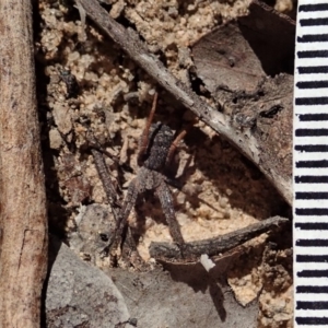 Miturgidae (family) at Aranda, ACT - 18 Mar 2020