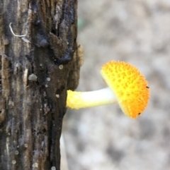 Cyptotrama asprata (Gold Tufts) at Wattamolla, NSW - 18 Mar 2020 by WattaWanderer