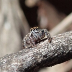 Maratus sp. (genus) (Unidentified Peacock spider) at Aranda Bushland - 18 Mar 2020 by CathB