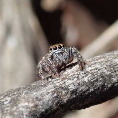 Maratus sp. (genus) (Unidentified Peacock spider) at Aranda Bushland - 18 Mar 2020 by CathB
