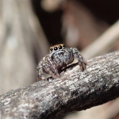 Maratus sp. (genus) (Unidentified Peacock spider) at Aranda, ACT - 18 Mar 2020 by CathB