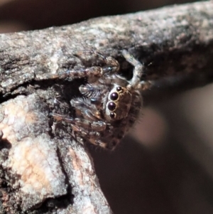 Maratus sp. (genus) at Aranda, ACT - 18 Mar 2020