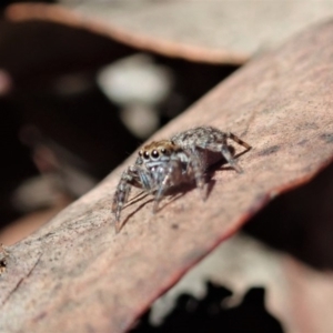 Maratus sp. (genus) at Aranda, ACT - 18 Mar 2020