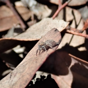 Maratus sp. (genus) at Aranda, ACT - 18 Mar 2020