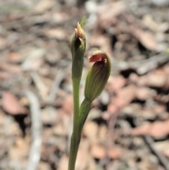 Speculantha rubescens (Blushing Tiny Greenhood) at Aranda Bushland - 18 Mar 2020 by CathB