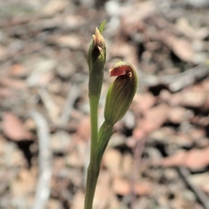 Speculantha rubescens at Aranda, ACT - suppressed