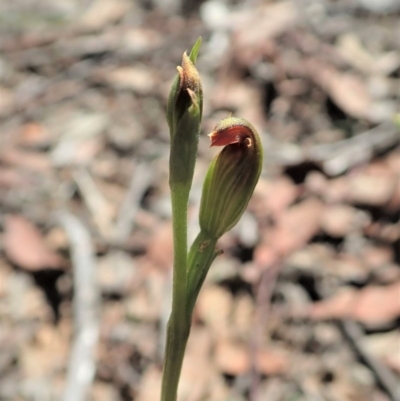 Speculantha rubescens (Blushing Tiny Greenhood) at Aranda, ACT - 18 Mar 2020 by CathB