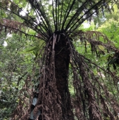 Dicksonia antarctica (Soft Treefern) at Wattamolla, NSW - 17 Mar 2020 by WattaWanderer