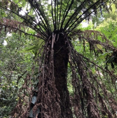 Dicksonia antarctica (Soft Treefern) at Wattamolla, NSW - 17 Mar 2020 by WattaWanderer