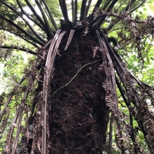 Dicksonia antarctica at Wattamolla, NSW - suppressed