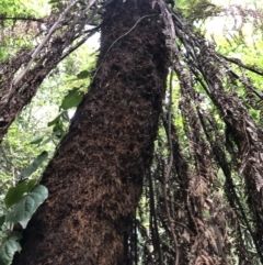 Dicksonia antarctica at Wattamolla, NSW - suppressed