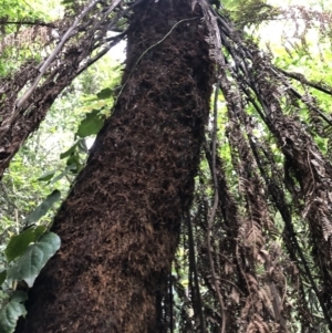 Dicksonia antarctica at Wattamolla, NSW - suppressed